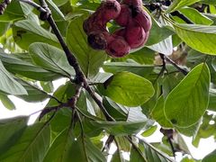 -证大大拇指广场(芳甸路店)