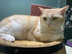 -安格丽娜·狗咖·猫咖羊驼咖(春熙路百盛商场店)