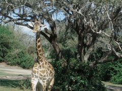 -奥兰多迪士尼动物王国乐园
