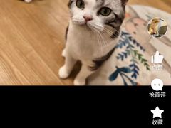 -有喵·猫咖·狗咖·30几只猫10只小狗(岗厦店)