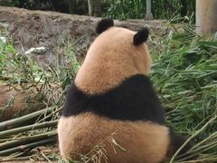 -都江堰中华大熊猫苑