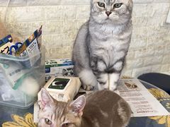 -平行世界·猫咖(首经贸店)