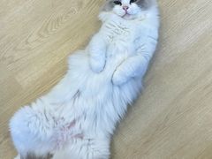 -有喵·猫咖·狗咖·40+猫狗有小奶狗(岗厦店)