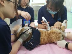 -北京观赏动物医院·24小时大型综合·猫专科·异宠专科