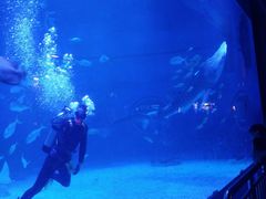 -烟台海昌鲸鲨海洋公园