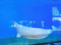 -泉城欧乐堡海洋极地世界