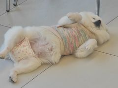 -怪兽屋·羊驼·猫咖·狗咖(俊华广场店)