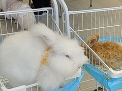 -怪兽屋·羊驼·猫咖·狗咖(俊华广场店)