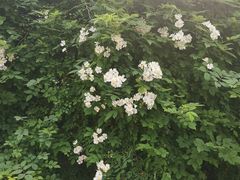 -重庆平顶山公园
