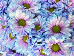 -循礼门鲜花花市(武汉循礼门店)