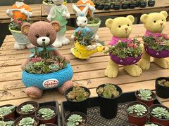 -龙大花卉苗木市场
