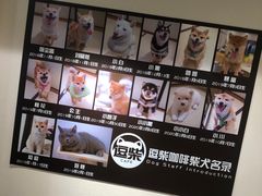 -逗柴咖啡屋·狗咖猫咖宠物桌游