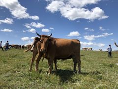 -塞罕坝国家级自然保护区