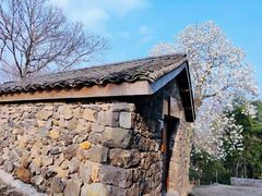 -桑洲油菜花景区