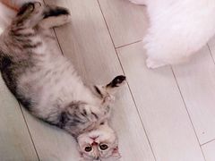 -喵的天空名猫咖啡馆·撸猫·猫舍·用品