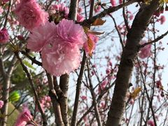 -天适樱花悠乐园