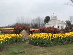 -杭州湾海上花田景区