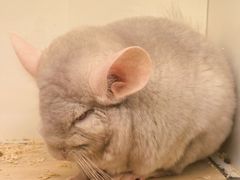 -龙猫仔乐园(惠福东路店)