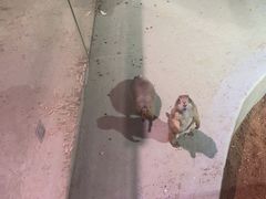 -正佳雨林生态植物园