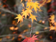 -崂山巨峰游览区