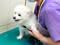 -北京观赏动物医院·24小时大型综合·猫专科·异宠专科