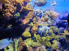 -上海海洋水族馆