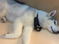 -Husky Go! 哈士奇体验馆·宠物咖啡厅狗咖