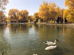 -金塔沙漠胡杨林景区