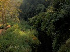 -野象谷景区