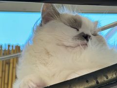 -豆逗聊愈猫阁Easy Life
