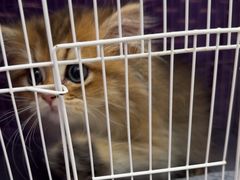 -瑞派康怡24h宠物医院·犬猫医疗中心·微创绝育(瑞景分院)