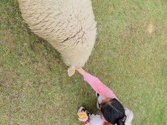 -神户市立六甲山牧场