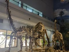 -自贡恐龙博物馆