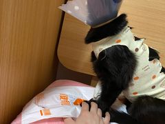 -瑞派·关忠动物医院·猫专科·犬专科(三环新城店)