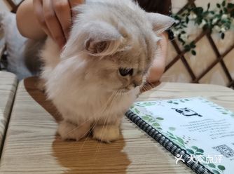 哎唷 国庆不撸猫 节后不上lo