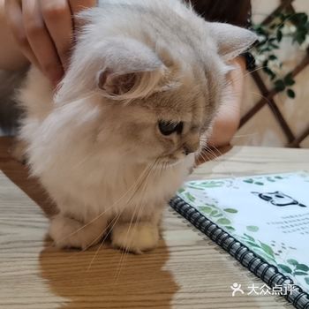 哎唷 国庆不撸猫 节后不上lo