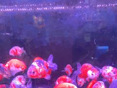 -三旗百汇商品城