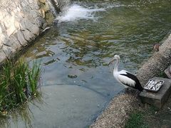 -新加坡飞禽公园