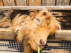 -北京鹿世界主题园