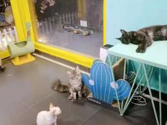 -十年猫舍·猫咪专门店(普陀店)