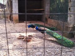 -泉州海丝野生动物世界