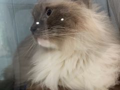 -纳吉亚猫专科动物诊疗中心(蒋宅口分院)