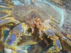 -渔民新村(番禺总店)