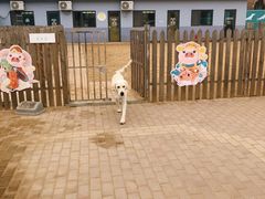 -趣玩宠物乐园寄养训犬训狗游泳池