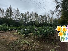 -前小桔亲子创意农场·草莓采摘·露营烧烤