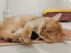 -1013 PET SHOP精品宠物商店(丁香店)