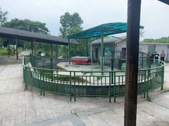 -中国扬子鳄村