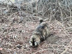 -北京西山国家森林公园