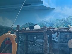 -武汉动物园