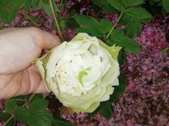 -洛阳市隋唐城遗址植物园